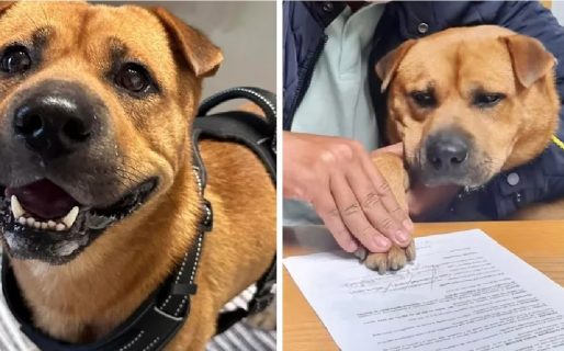 Contrataron a un perro para que brinde “amor y cariño” a los empleados de un municipio