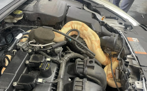 Un mecánico abrió el capot de un Focus y encontró una boa de dos metros