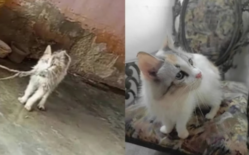 Vivía atada y dormía parada en un tacho de basura: la historia de Diana, la gata que escapó del infierno