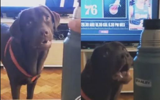 El perro que odia los termos por un particular motivo y es viral