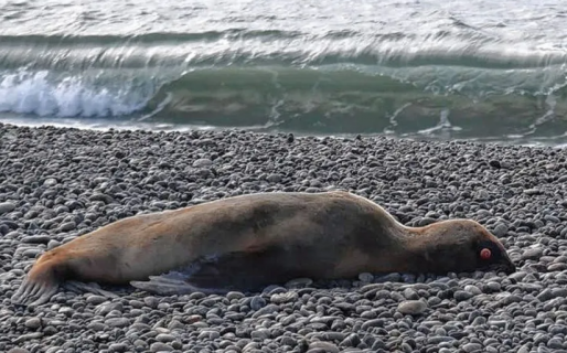 Confirman nuevos casos positivos de influenza aviar en lobos marinos muertos hallados en Caleta