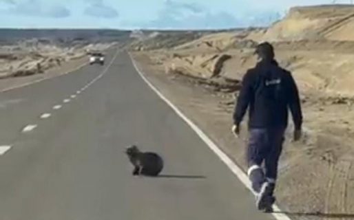 Un camionero salvó a un lobo marino que estaba en medio de la ruta