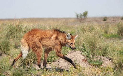 Encontraron un aguará guazú en La Pampa tras 200 años de ausencia en la provincia