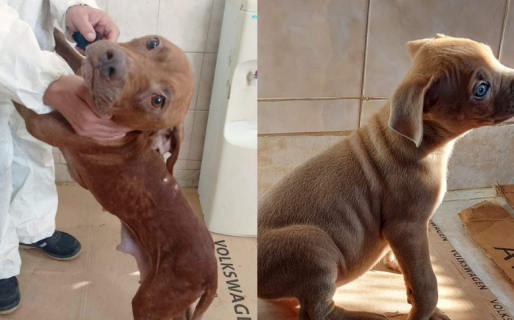 Canela no presenta enfermedad hepática y sus cachorros fueron dados en adopción transitoria