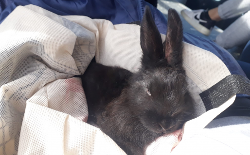 Arrojaron un conejo bebé desde un auto en movimiento
