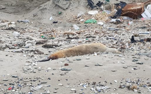 Aparecieron al menos 5 lobos marinos muertos en la playa 99