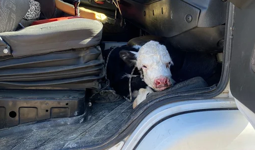 Llevaba escondida una ternera en su camión y lo descubrió Gendarmería