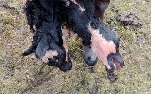 Increíble: Nació un ternero con dos cabezas en Cholila