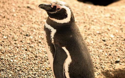 Temporada de pingüinos: un millón de ejemplares para ver en Punta Tombo