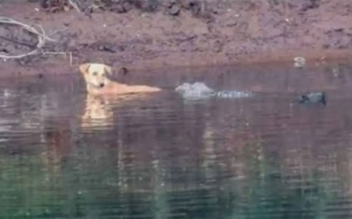 En vez de comérselo, unos cocodrilos rescatan a un perro que iba a ahogarse