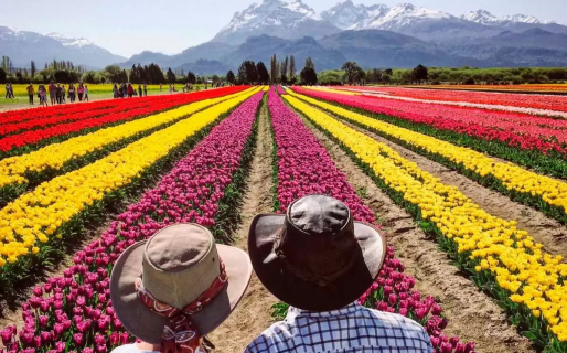 Arrancó la temporada de tulipanes en Trevelin: ¿Cuánto es el costo de la entrada?
