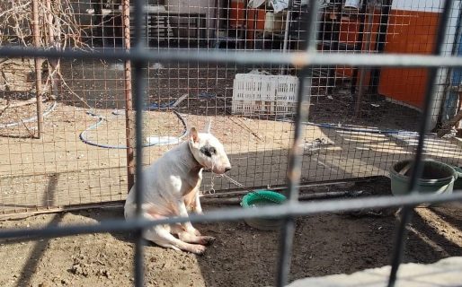 Por maltrato animal rescatan a dos perros raza pitbull