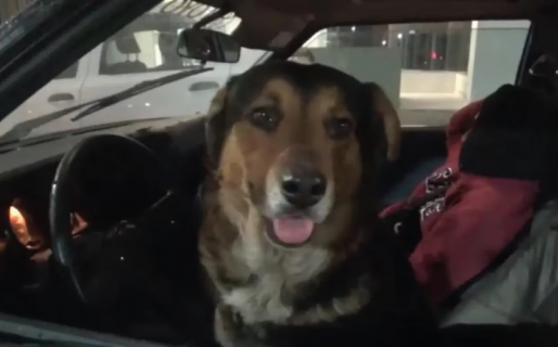 A un hombre le secuestraron el auto y su perro quedó al volante como conductor designado