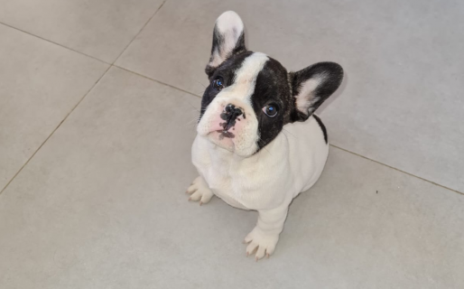 Barretearon la puerta de una casa y “se robaron lo que más quería”