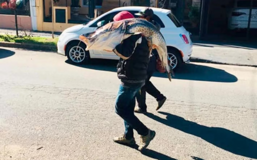 Pescó un surubí de más de 40 kilos y se lo llevó a su casa: lo criticaron por no devolver el pez al río
