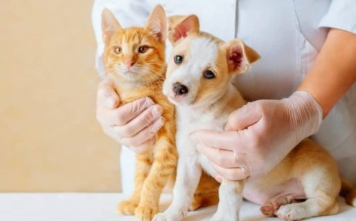 Jornada de vacunación contra la rabia a domicilio