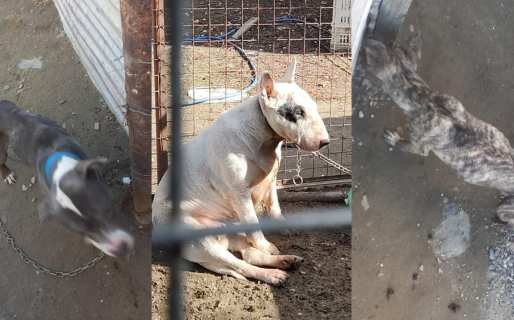 Cómo denunciar un caso de crueldad animal y cuál es el procedimiento de la Justicia