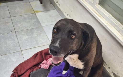 Piden ayuda para saldar la cirugía de un perro callejero que fue atropellado