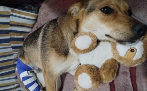 Piden ayuda para saldar la cirugía de un perrito que fue atropellado