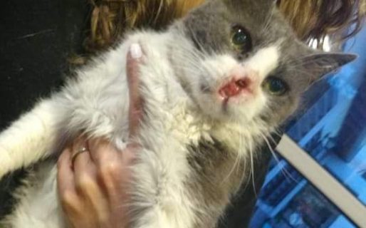 Buscan un hogar para Anita: «Una familia que pueda amarla y cuidarla»