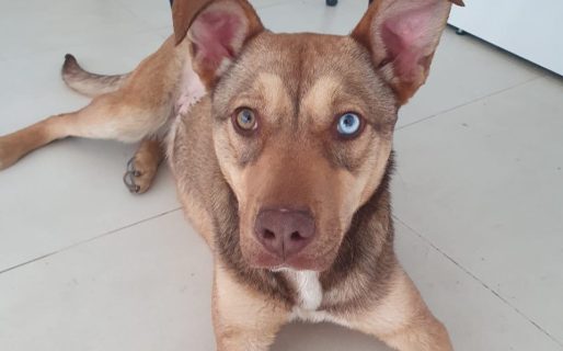 Buscan una familia para una perrita callejera: «Se porta muy bien y es muy amorosa»