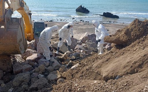 El municipio avanza en acciones ante el incremento de casos de gripe aviar en la fauna costera