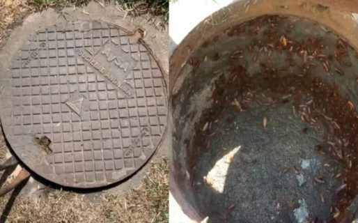 “La mansión de las cucarachas”: levantaron una alcantarilla y lo que encontraron fue asqueroso
