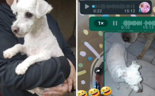 Llevó a su perro a la peluquería y le entregaron otro por error: ni la dueña se dio cuenta