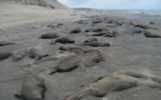 Extrema mortalidad de crías de elefante marino en Península Valdés