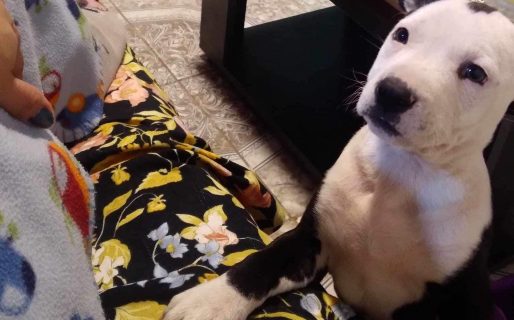 Le robaron al perro, ofreció recompensa para hallarlo y la estafaron