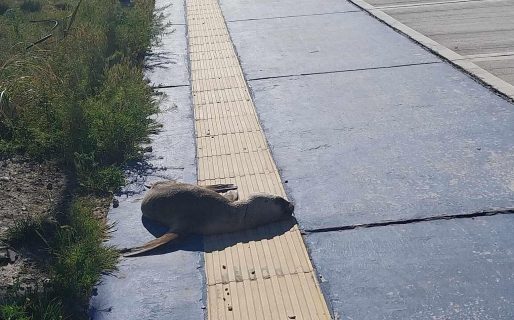 Apareció un lobo marino en el Paseo Costero de Km5
