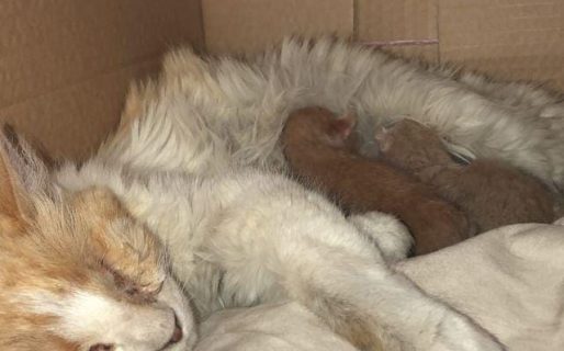 Piden colaboración para Khale, una gata que fue abandonada junto a sus tres crías