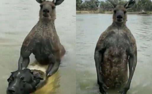 Un hombre se peleó con un canguro para salvar a su perro y el video se volvió viral