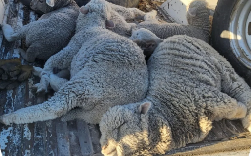 Trasladaban animales sin documentación y fueron obligados a devolverlos