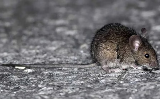 Confirmaron un nuevo caso de hantavirus en una ciudad de la Patagonia