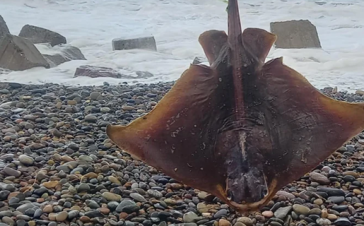 Por el viento y la marejada, la marea dejó varias rayas muertas en una playa chubutense