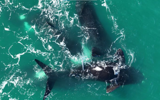 Con un dron estudian las ballenas en el Área Protegida Punta Marqués