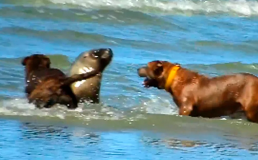 Feroz ataque de perros a un lobo marino y multa ejemplar al dueño del pitbull identificado