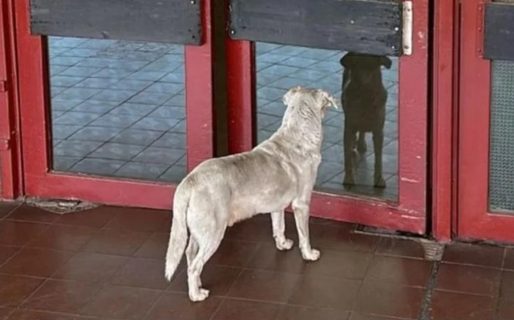 Esperó por varias horas en la puerta del hospital a su dueño que había muerto