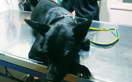 Buscan un hogar para una perrita que fue rescatada de la calle