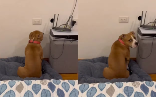 Le dijeron a su perra que no podía subirse a la cama y la actitud del animal conmovió a todos