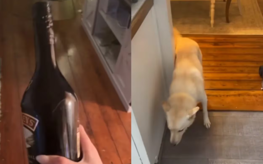 Un perro bebió una botella de whisky mientras su dueña no estaba y el video impactó en TikTok
