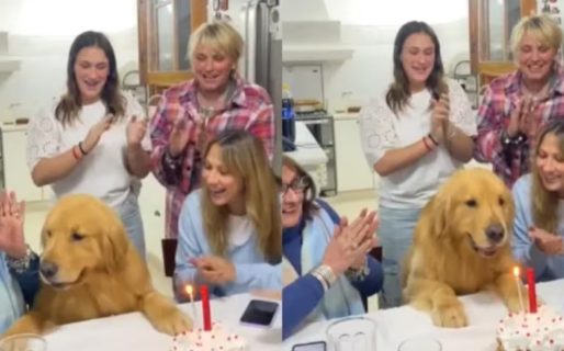 Un perro se emocionó cuando sus dueños le festejaron un cumpleaños sorpresa