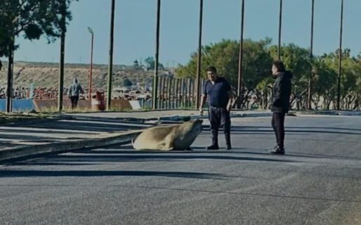 Encontraron a un elefante marino «paseando» por Playa Unión