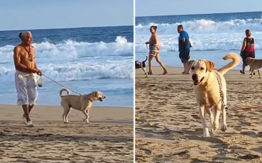 Un tiktoker vio a la perra que cuidaba junto a su nueva familia y el reencuentro fue emocionante