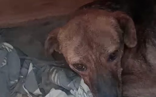 Buscan un hogar para Bella: «Sus ojos tiernos piden cariño»
