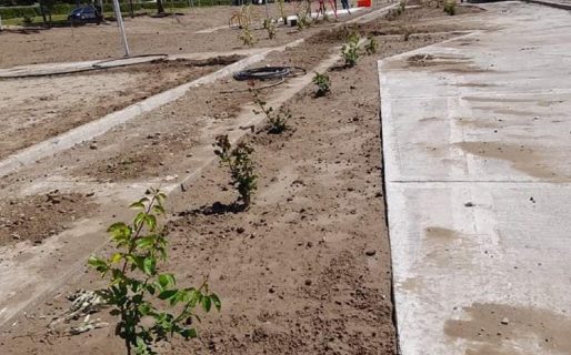 La vecinal de Km3 denuncia robo de plantas en el Parque de la ciudad