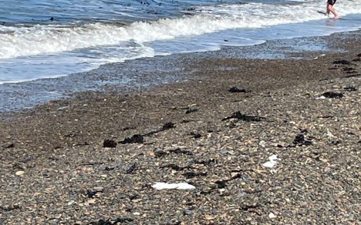 Preocupación por un lobo marino muerto en la Costanera