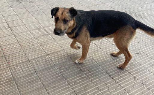 Fue abandonado por su dueño y ahora busca una nueva familia: «No entiende por qué está en la calle»