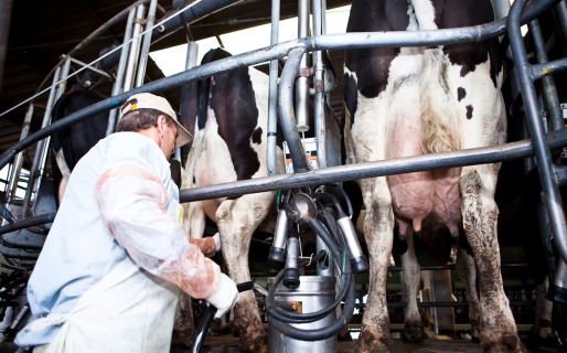 La producción de leche en Argentina cayó un 4,3%, interanual: fue el peor desempeño en cuatro años